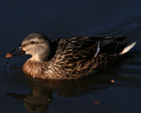 Mallard