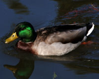 Mallard