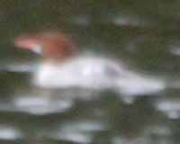 Common merganser