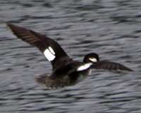 Bufflehead