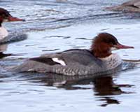 Common merganser