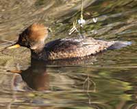 Hooded merganser