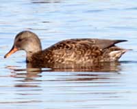 Gadwall