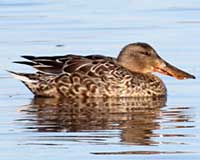 Northern shoveler