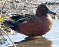 Cinnamon teal