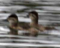 Ruddy duck