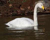 Whooper swan