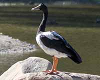 Magpie goose