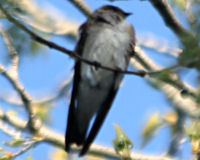 White-throated swift