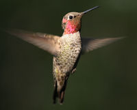 Anna's hummingbird