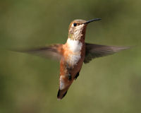 Rufous hummingbird