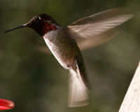 Anna's hummingbird