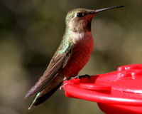 Anna's hummingbird