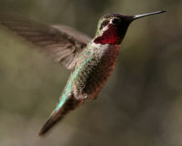 Anna's hummingbird