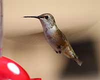 Rufous hummingbird