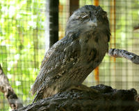 Tawny frogmouth