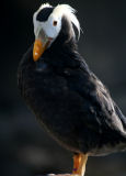 Tuffed puffin