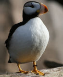 Horned puffin