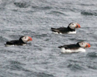 Atlantic puffin