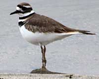 Killdeer