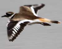 Killdeer