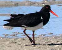 Pied oystercatcher