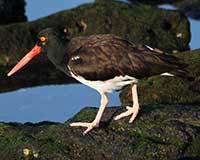 American oystercatcher