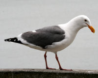 Western gull