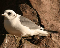 Red-legged kittiwake