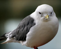 Red-legged kittiwake