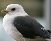 Red-legged kittiwake