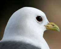 Red-legged kittiwake