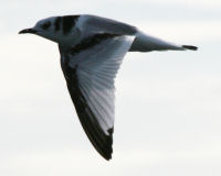 Red-legged kittiwake