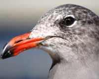 Heermann's gull