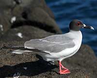 Swallow-tailed gull