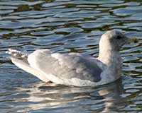 American herring gull