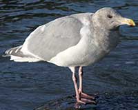 American herring gull