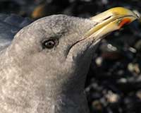 American herring gull