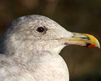 Thayer's gull