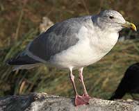 Thayer's gull