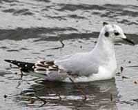 Bonaparte's gull