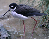 Black-winged stilt