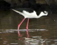 Black-necked stilt