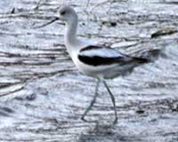 American avocet