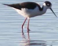 Black-winged stilt