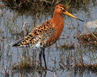 Black-tailed godwit