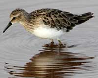 Sanderling