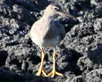 Greater yellowlegs