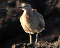 Whimbrel