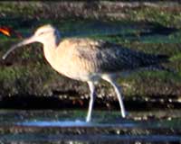 Whimbrel